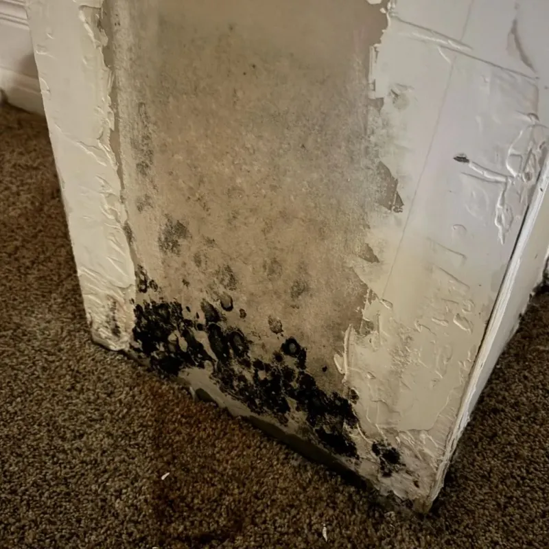 Professional Mold Removal in Johnston County, OK